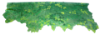Picture of Tree Top Border