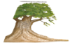 Picture of Muslin Tree SR