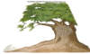 Picture of Muslin Tree SL