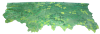 Picture of Tree Top Border