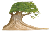Picture of Muslin Tree SR