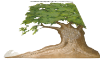 Picture of Muslin Tree SL