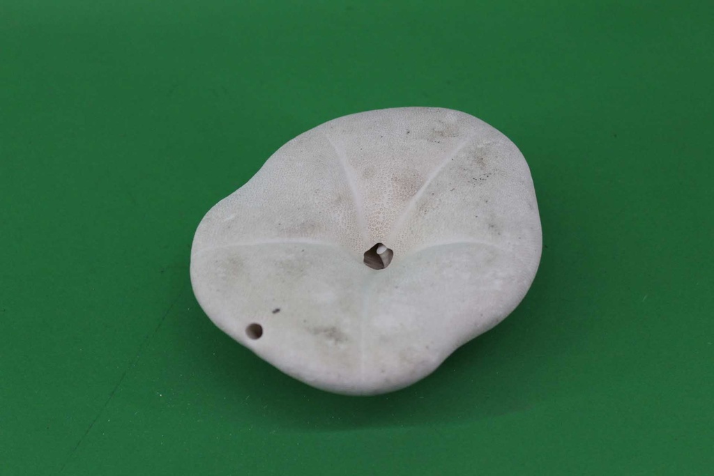 PDK-015-02.JPG