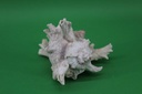 PDK-017-02.JPG