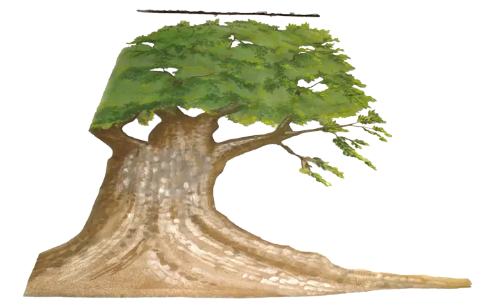 Muslin Tree SR