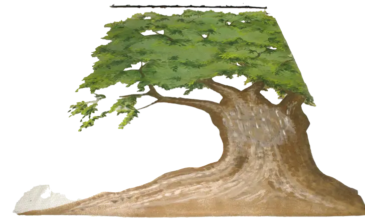 Muslin Tree SL