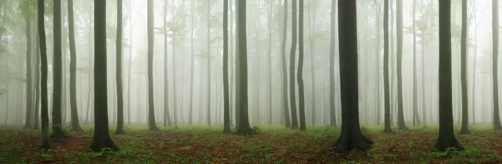 Forest Backdrop