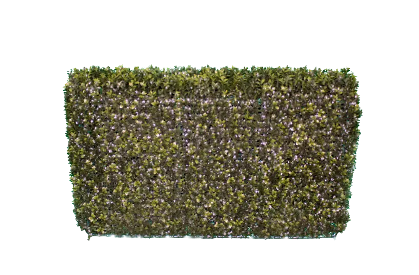 Boxwood Shrub
