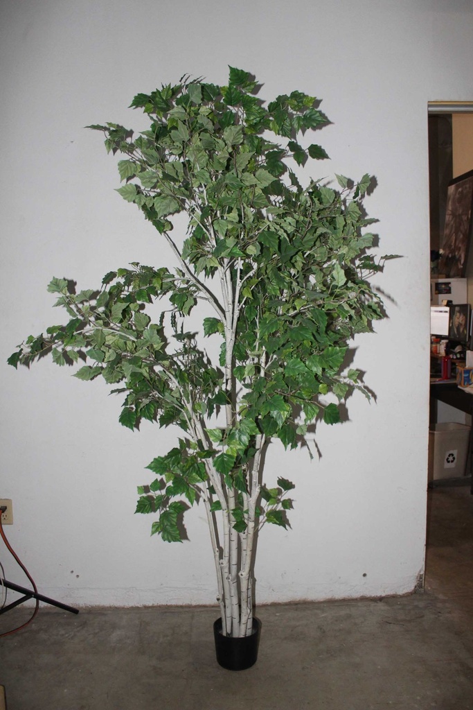 Birch Tree