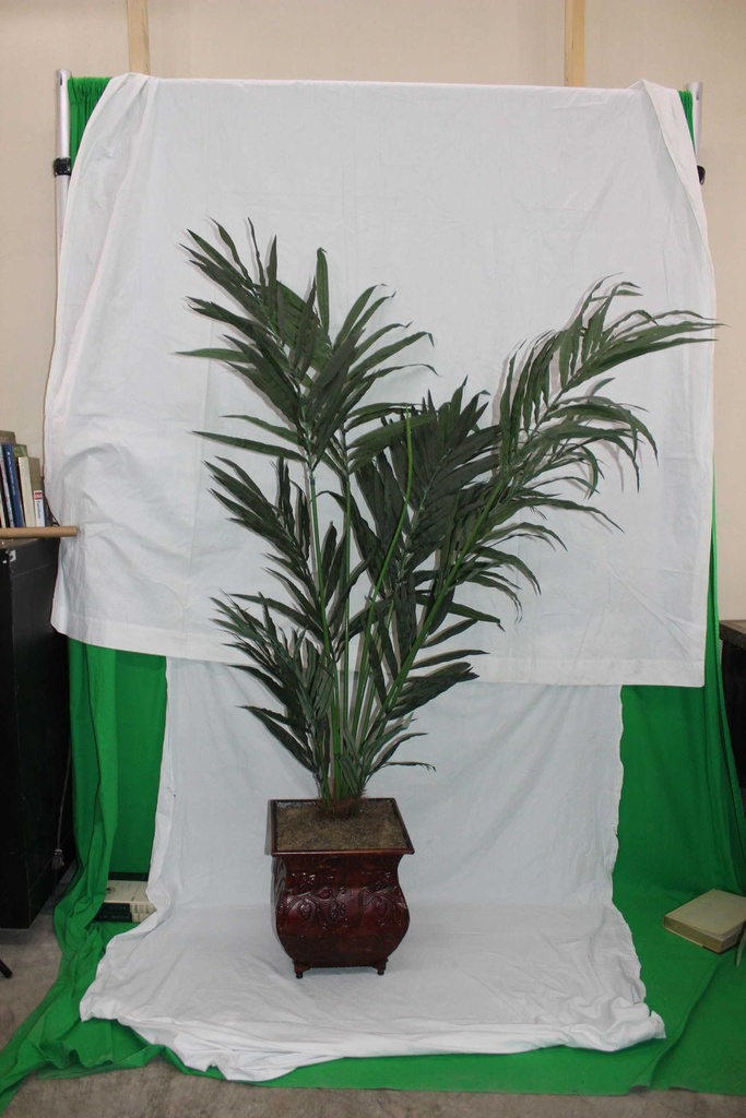Palm Tree