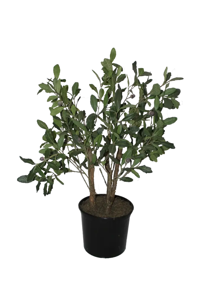 Oak Sapling