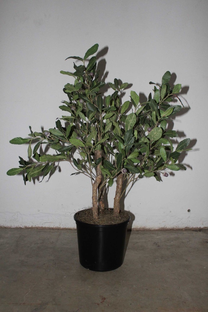 Oak Sapling