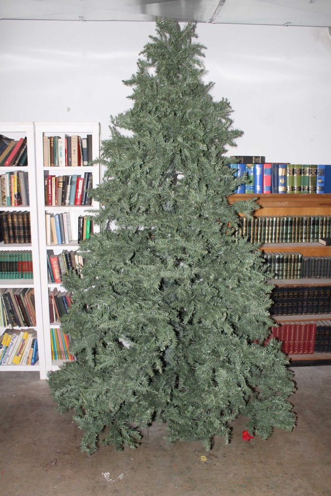 Evergreen - 10'