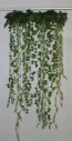 Ivy Curtains