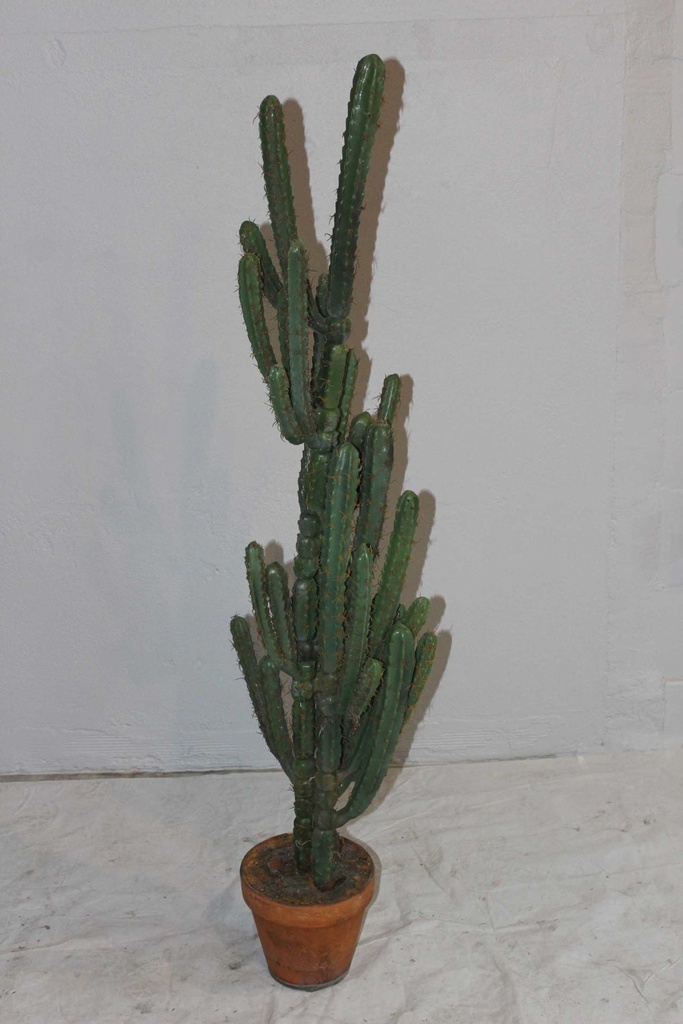 San Pedro Cactus