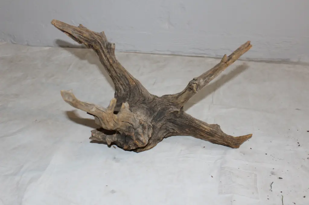 Driftwood #1