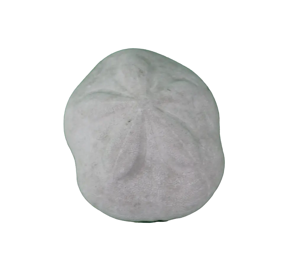 Sea Biscuit