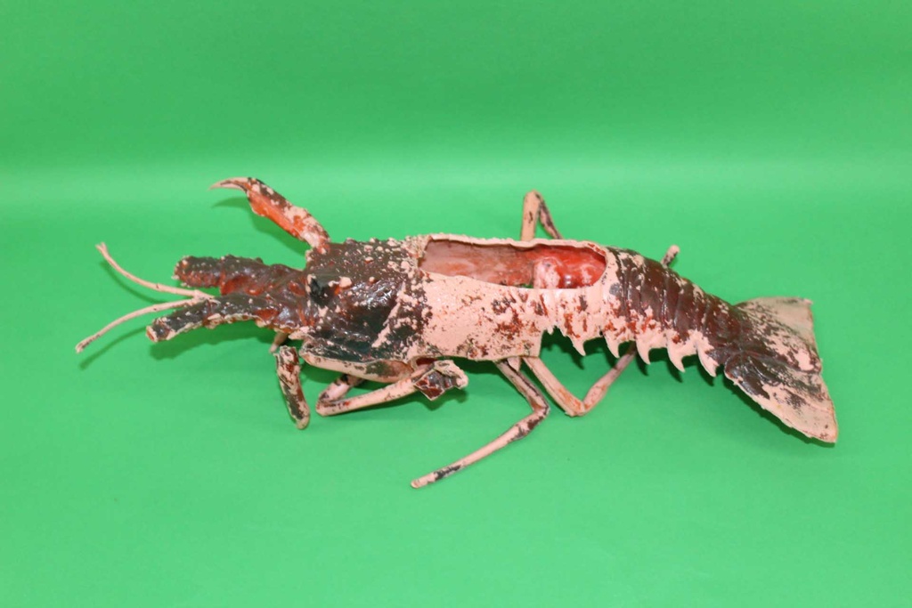 Pink Lobster