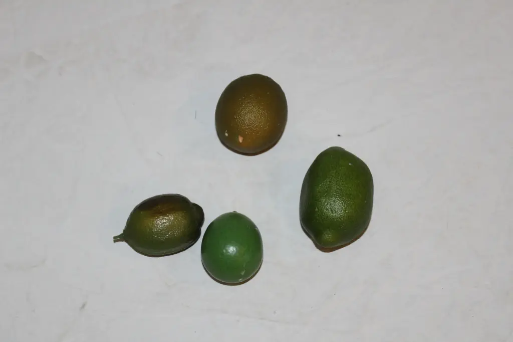 Lime