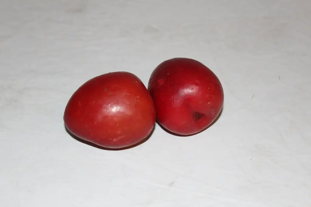 Nectarine