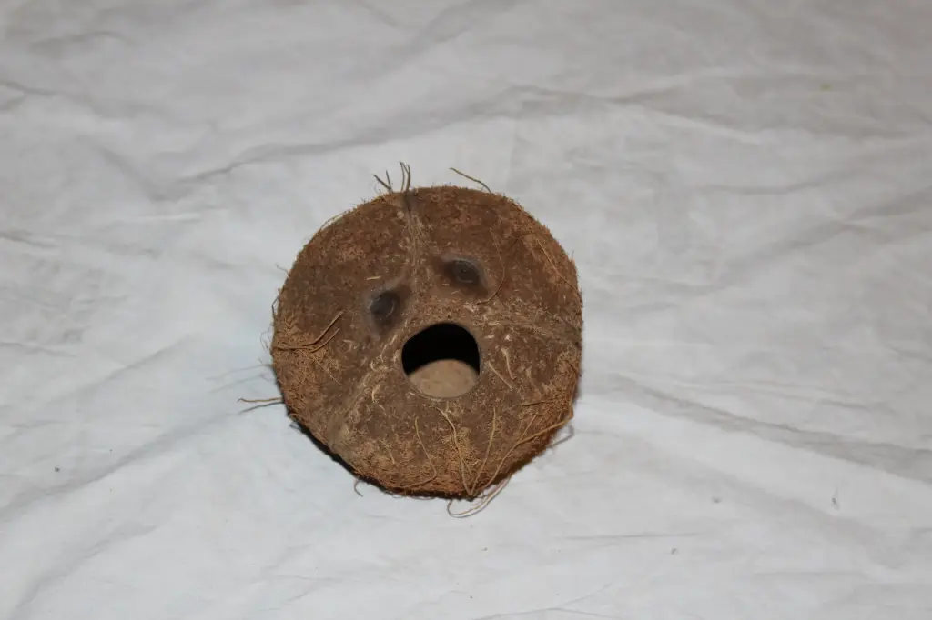 Coconut Shell