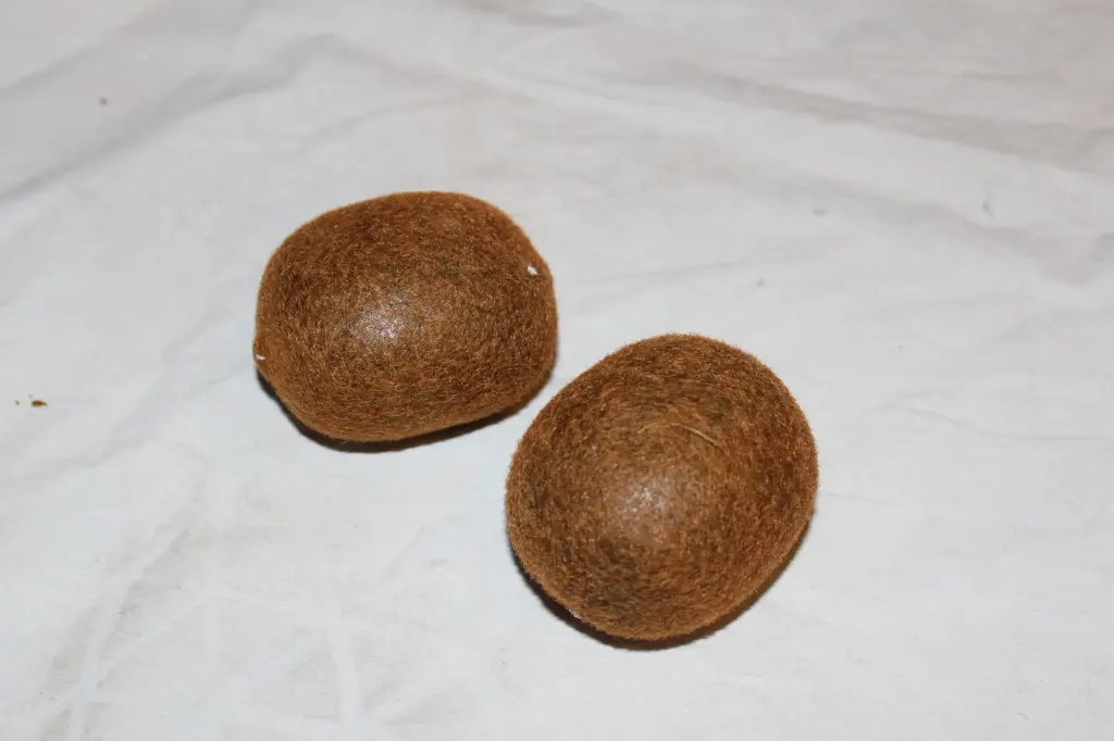 Kiwi