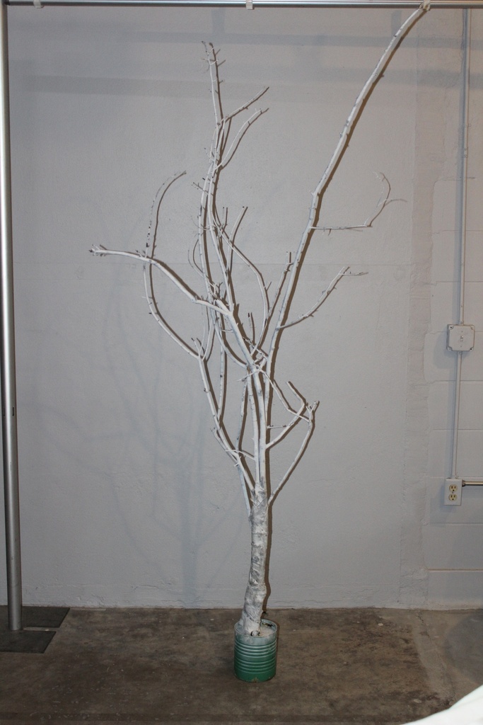 White Winter Tree