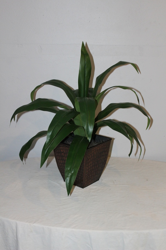 Dracaena Plant