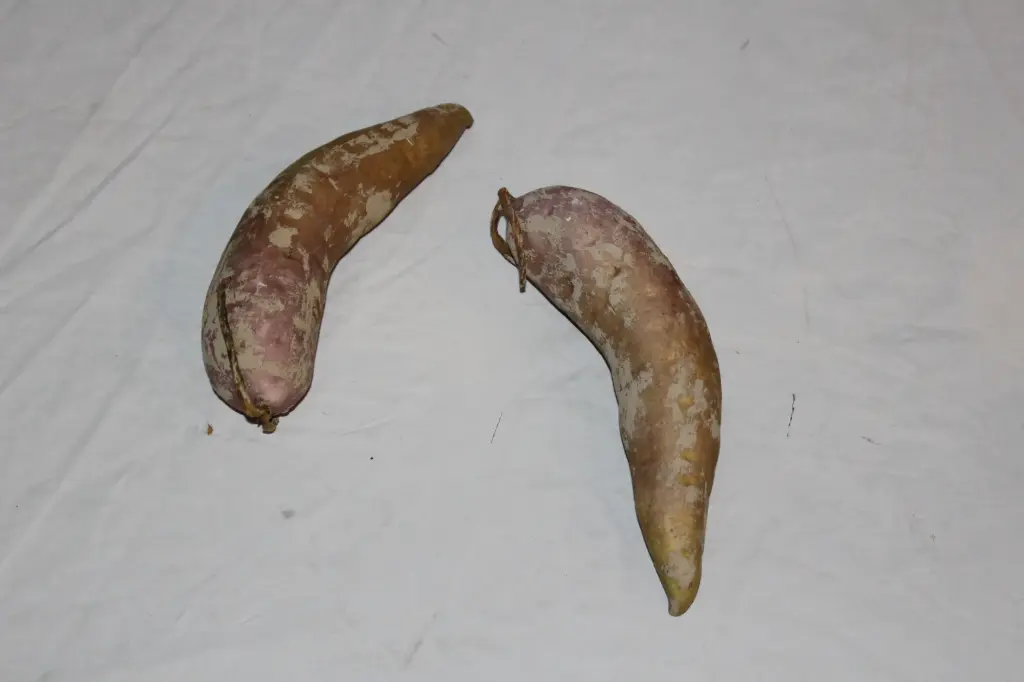 Yam