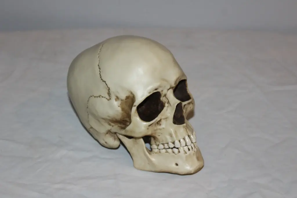 Moving Jaw Skull