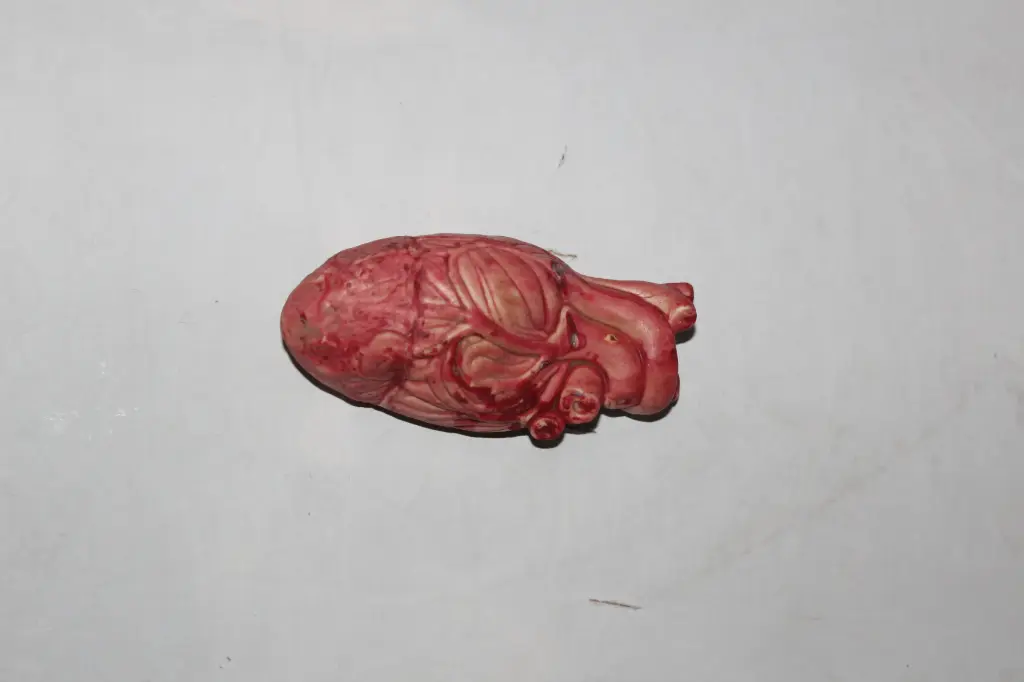Human Heart