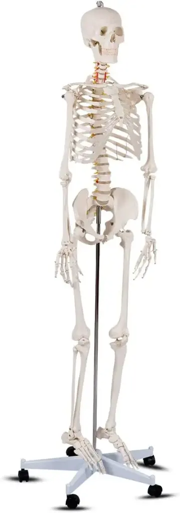 Medical Skeleton #2