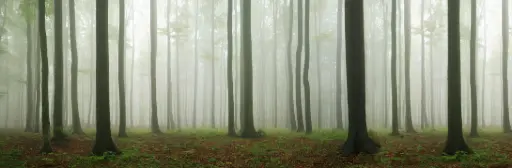 [PDD-012] Forest Backdrop