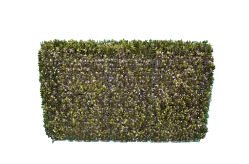 [PDF-001] Boxwood Shrub