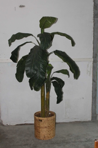 [PDF-003] Banana Tree