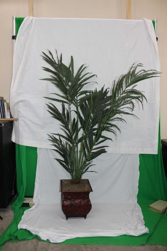 [PDF-004] Palm Tree