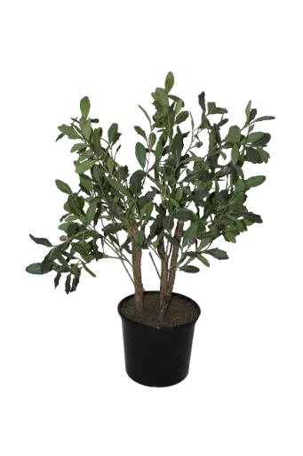 [PDF-005] Oak Sapling