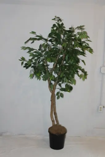 [PDF-007] Ficus Tree #2