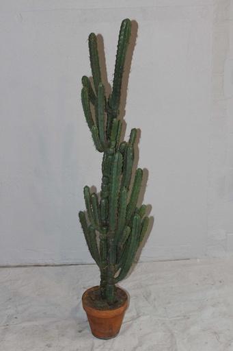 [PDF-018] Tall Cactus