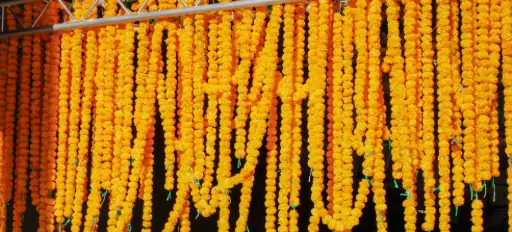 [PDF-021] Marigolds