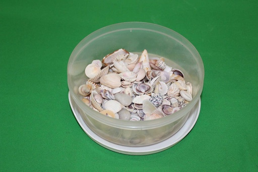 [PDK-020] Seashells