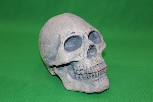 [PMB-001] Human Skull