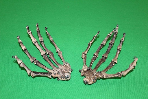 [PMB-006] Human Skeleton Hands