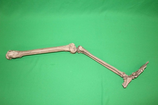 [PMB-010] Human Skeleton Leg