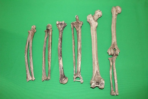 [PMB-011] Arm/Leg Bones