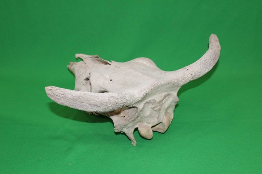 [PMB-017] Cow Skull