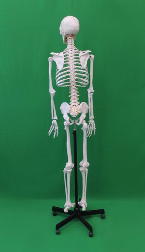 [PMB-024] Medical Skeleton