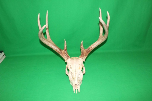 [PMB-027] Deer Skull