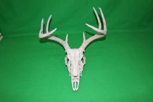 [PMB-028] Deer Skull