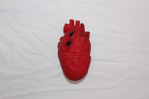 [PMB-031] Human Heart